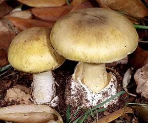 DEATH CAP