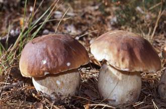 BOLETUS