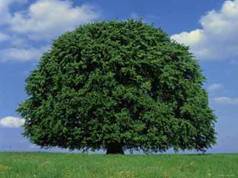 BEECH
