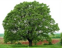OAK