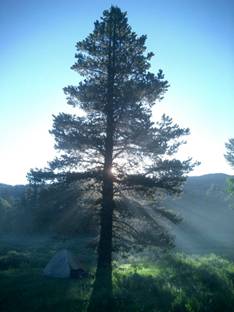 PINE