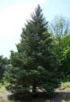 FIR