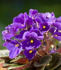 VIOLET