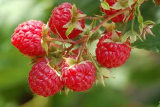 RASPBERRY