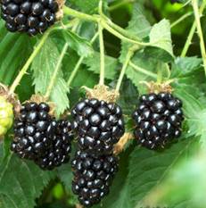 BLACKBERRY