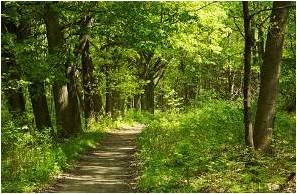 WALD
