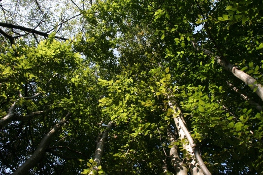 MURAK
