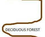 DECIDUOUS FOREST