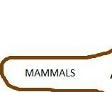 MAMMALS