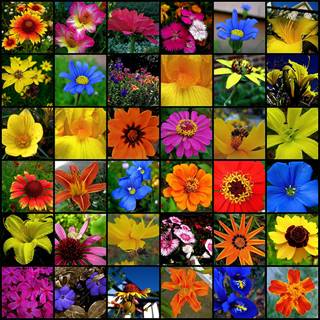 FLOWERING PLANTS