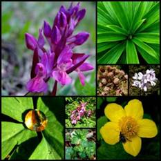 PLANTS