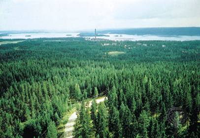 CONIFEROUS FOREST