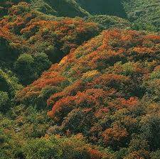 DECIDUOUS FOREST