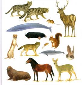 MAMMALS
