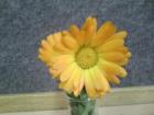 NEVEN