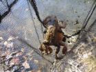 Ulovili Smo I Frogs In Action...