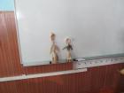 M_Dan kole 012