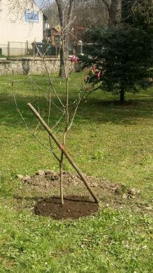 Magnolija