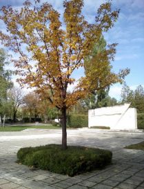 M spomenik