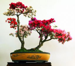 japan 6