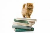 cat-books_320x200