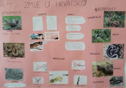 Zmije u RH 1