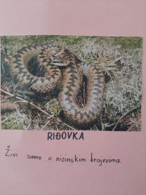 Zmije u RH 2