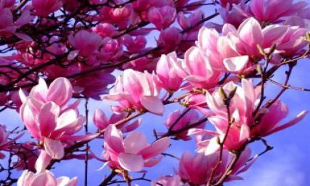 magnolija