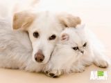 Dogs-and-Cats-dogs-vs-cats-13631999-1024-768