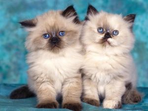 cats-wallpaper-1152x864