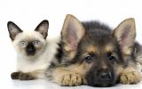 dog-and-cat212