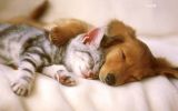 dogs-and-cats-003