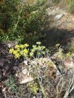 Komora (Foeniculum Vulgare L.), Koroma, Mora, Slatki Kopar, Anoson, Rezen.