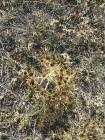 Poljski Kotrljan (Eryngium Campestre L.) Je Trajna Zeljasta Biljka Grmolika Rasta Iz Porodice titarki (Apiaceae).