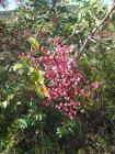 Smrdelj- Smrdljika_Pistacia Terebinthus: Primorska Smrdljika