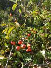 Divlja Rua Ili Pasja Rua (Rosa Canina L.) Je Listopadni Grm Iz Porodice Rua (Rosaceae).