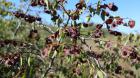 Draa (Paliurus Spina-Christi Mill.) Je Bodljikavi Listopadni Grm Iz Porodice Krkavina (Rhamnaceae).   