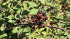 Kupina Divlja (Rubus Ulmifolius Schott), Primorska Kupina