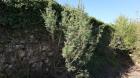 Smri Juniperus Oxycedrus L.