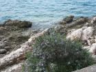 Ruzmarin_solta
