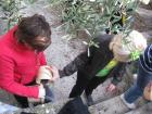 UZ Buharica I Osmai U Berbi Maslina 2011_os Grohote
