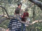 UZ Buharica I Osmai U Berbi Maslina 2011_os Grohote