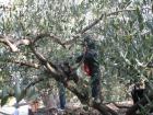 UZ Buharica I Osmai U Berbi Maslina 2011_os Grohote