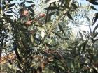 UZ Buharica I Osmai U Berbi Maslina 2011_os Grohote