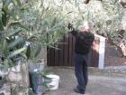 UZ Buharica I Osmai U Berbi Maslina 2011_os Grohote