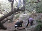UZ Buharica I Osmai U Berbi Maslina 2011_os Grohote