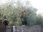 UZ Buharica I Osmai U Berbi Maslina 2011_os Grohote