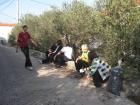 UZ Buharica I Osmai U Berbi Maslina 2011_os Grohote