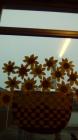 IMG_20161020_073736