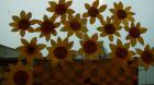 IMG_20161020_073812